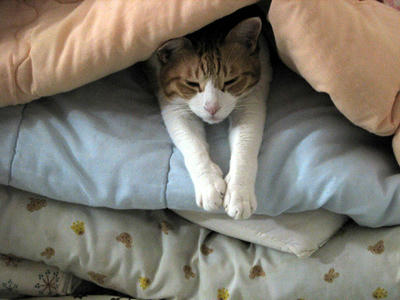 niki20090110