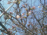 sakura.jpg