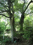 CA390184.JPG