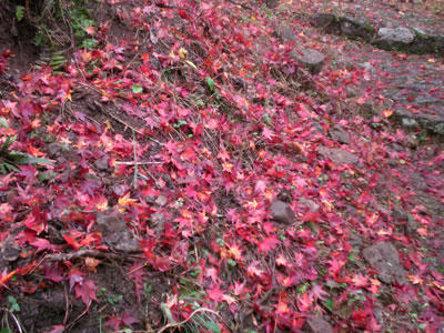 20081116_12.jpg