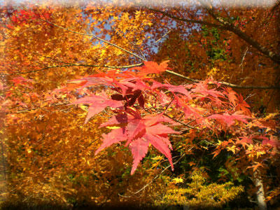 20091108_03.jpg