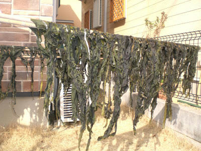 20100316_01.jpg