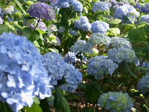20100612_02.jpg