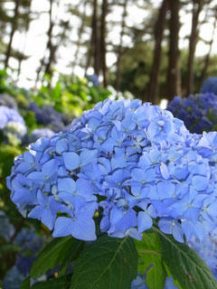 20100612_03.jpg