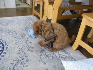 20100706_02.jpg