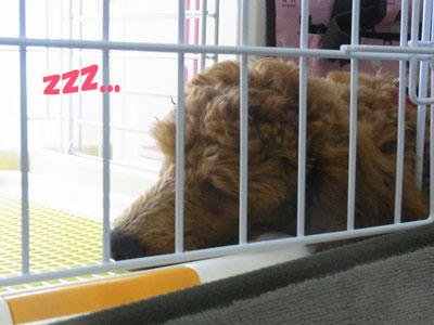 ｚｚｚ