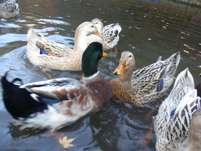 20101127_13.jpg