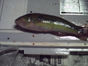 HIMG0008.JPG