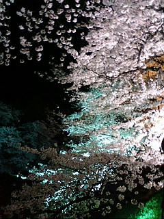 20080331194231.jpg