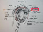烏口上腕靱帯　矢状面