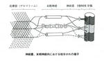 神経叢、末梢神経内における枝分かれの様子