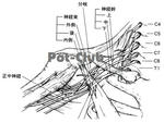 腕神経叢と正中神経