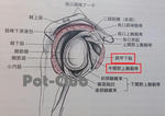 肩甲下筋と中関節上腕靱帯