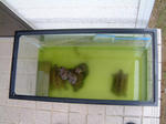 DSCF000264.JPG