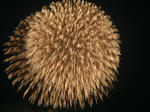 DSCF000310.JPG