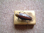 DSCF000729.JPG
