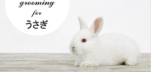 usagi.png