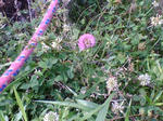 20070628074010_3172.jpg