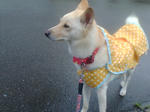 20070704075251_3183.jpg