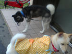 20070704075614_3181.jpg