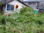 20070717073807_3310.jpg