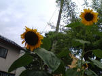 20070804083223_3389.jpg