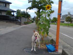 20070816160631_3461.jpg