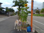20070816160600_3462.jpg