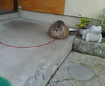 20070827073659_3573.jpg