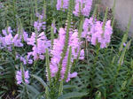 20070911080727_3690.jpg
