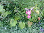 20070912072917_3698.jpg