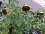 20070912073853_3697.jpg