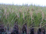 20070913075803_3706.jpg