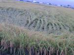 20070925075433_3887.jpg
