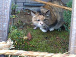 20071219074004_4742.jpg