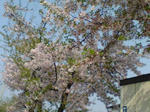 20080422075150_5604.jpg
