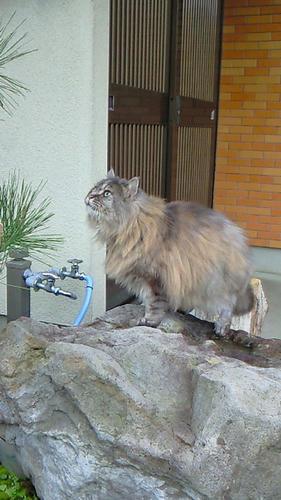 NEC_0052.JPG