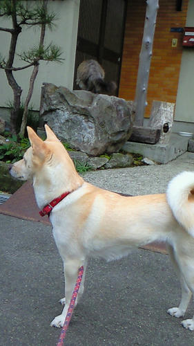 NEC_0053.JPG