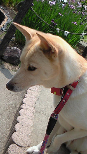 NEC_0113.JPG