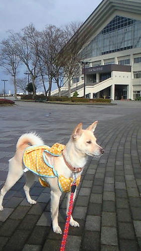 NEC_0341.JPG