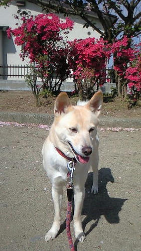 NEC_0365.JPG