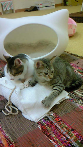 201011031712000.jpg