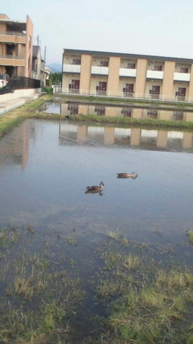 NEC_0009.JPG