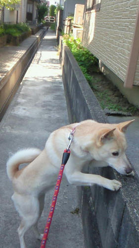 NEC_0004.JPG