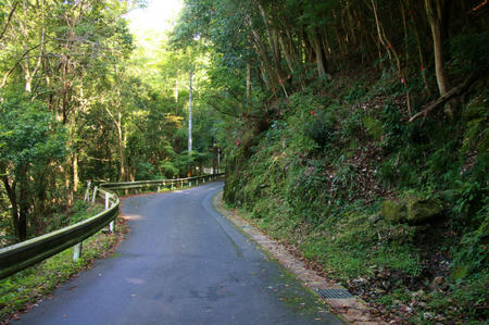 tubaki1.jpg