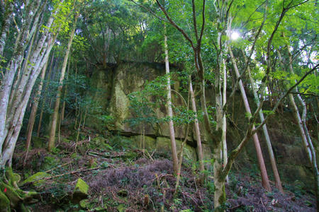 tubaki4.jpg