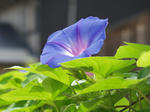 iriomoteasagao1.jpg