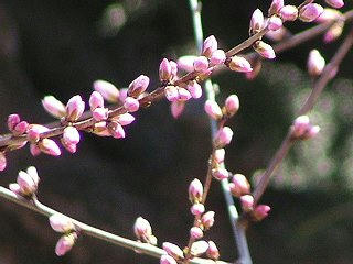 080322_1015_長野市立図書館前のロトウザクラ