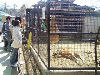 080322_1241_須坂市動物園・春の動物園まつり