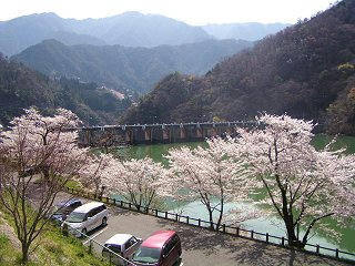 080405_0937_天龍村・平岡ダムのサクラ
